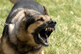 Canine Encounters For Law Enforcement • Central Texas Council of Governments